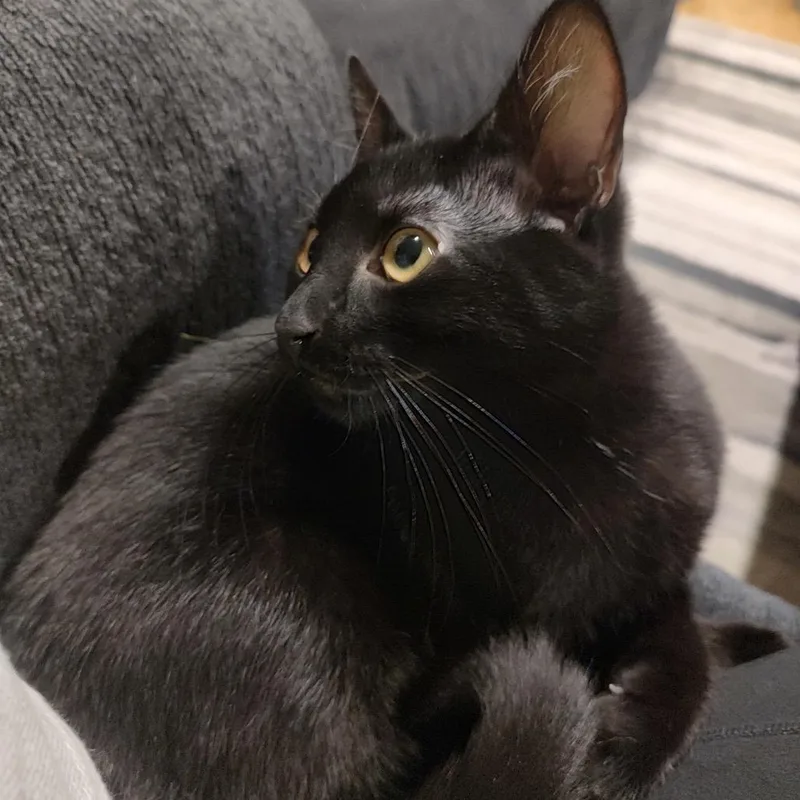 A baby medium-sized male Black Domestic Short Hair cat named Vinnie for adoption in Springfield, OR