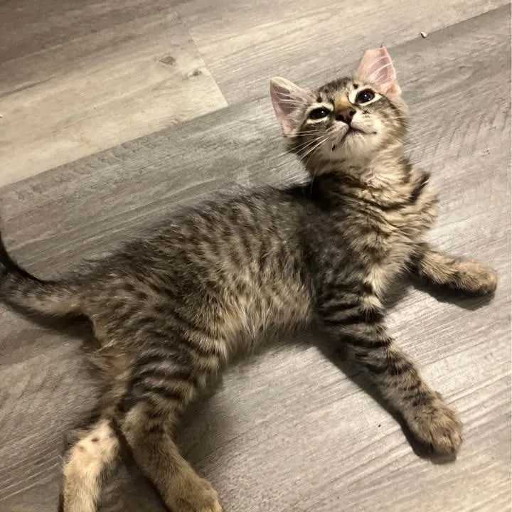 A baby small-sized male Gray / Blue / Silver American Shorthair cat named Tommy for adoption in Volcano, HI