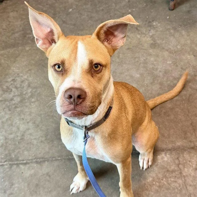 A young medium-sized male American Bulldog dog named Chandler for adoption in Tavares, FL