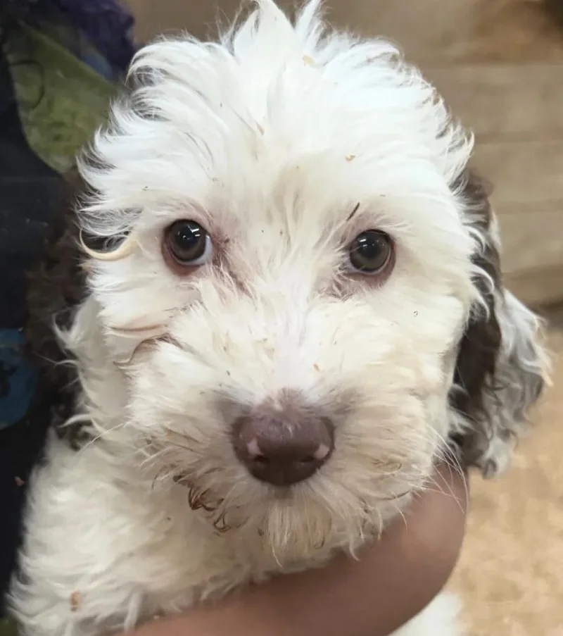 A baby medium-sized male Apricot / Beige Aussiedoodle dog named Aussie Doodle Litter for adoption in Davis, CA