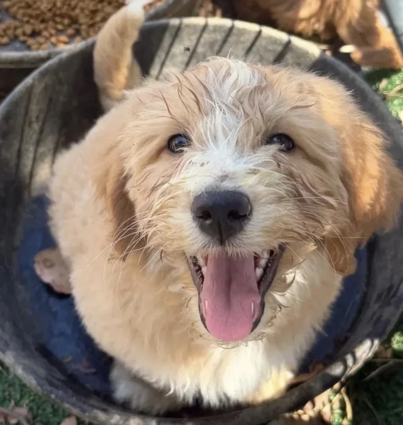 Aussie Doodle Litter thumbnail 2
