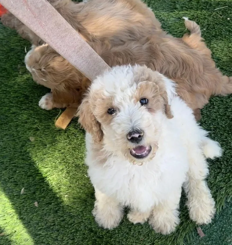 Aussie Doodle Litter thumbnail 3