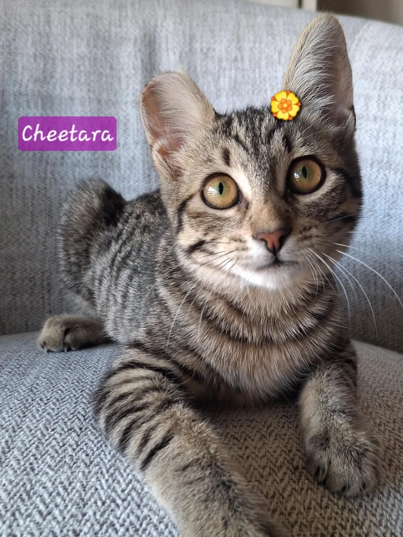 Cheetara thumbnail 3