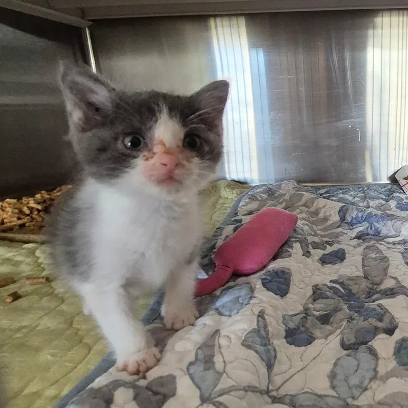 A baby small-sized male Gray / Blue / Silver Domestic Short Hair cat named Spunk for adoption in Lake Panasoffkee, FL