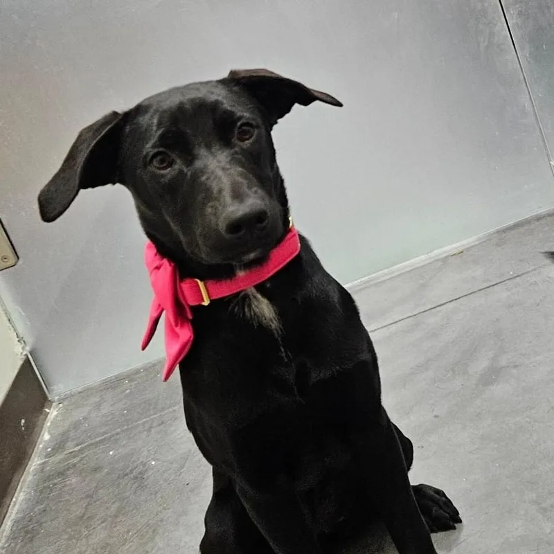 A baby medium-sized female Black Labrador Retriever dog named Naty for adoption in Orange, CA