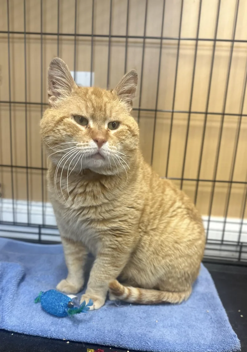 Garfield thumbnail 2