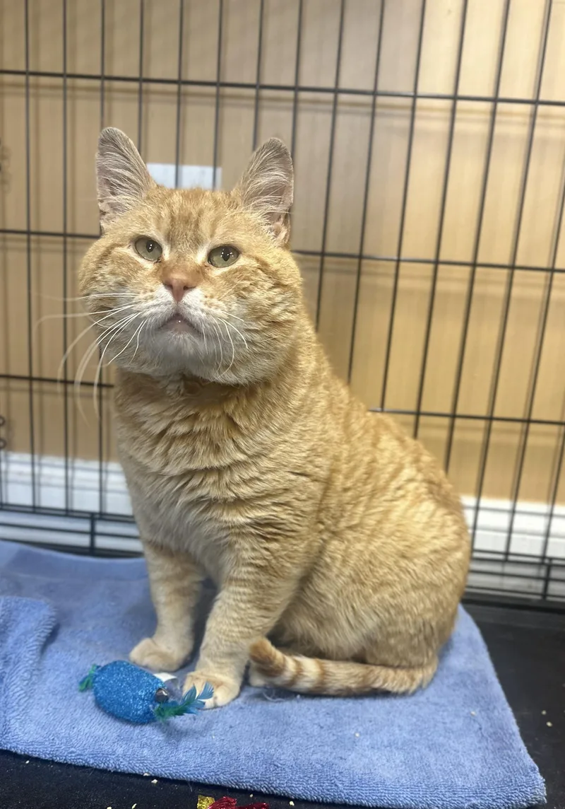 A young large-sized male Orange & White Domestic Short Hair cat named Garfield for adoption in Pleasantville, NJ