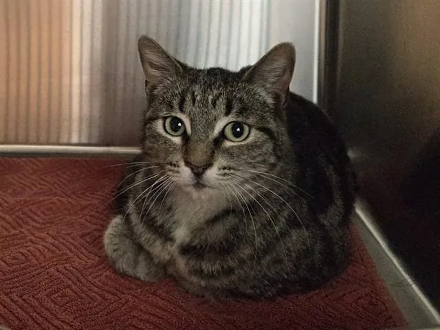 An adult medium-sized female Domestic Short Hair cat named Chelsea for adoption in Martinez, CA