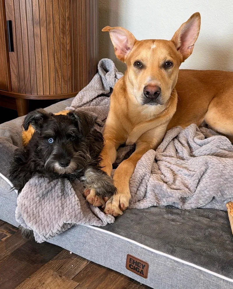 A young medium-sized male German Shepherd Dog dog named Tommy for adoption in Tyler, TX