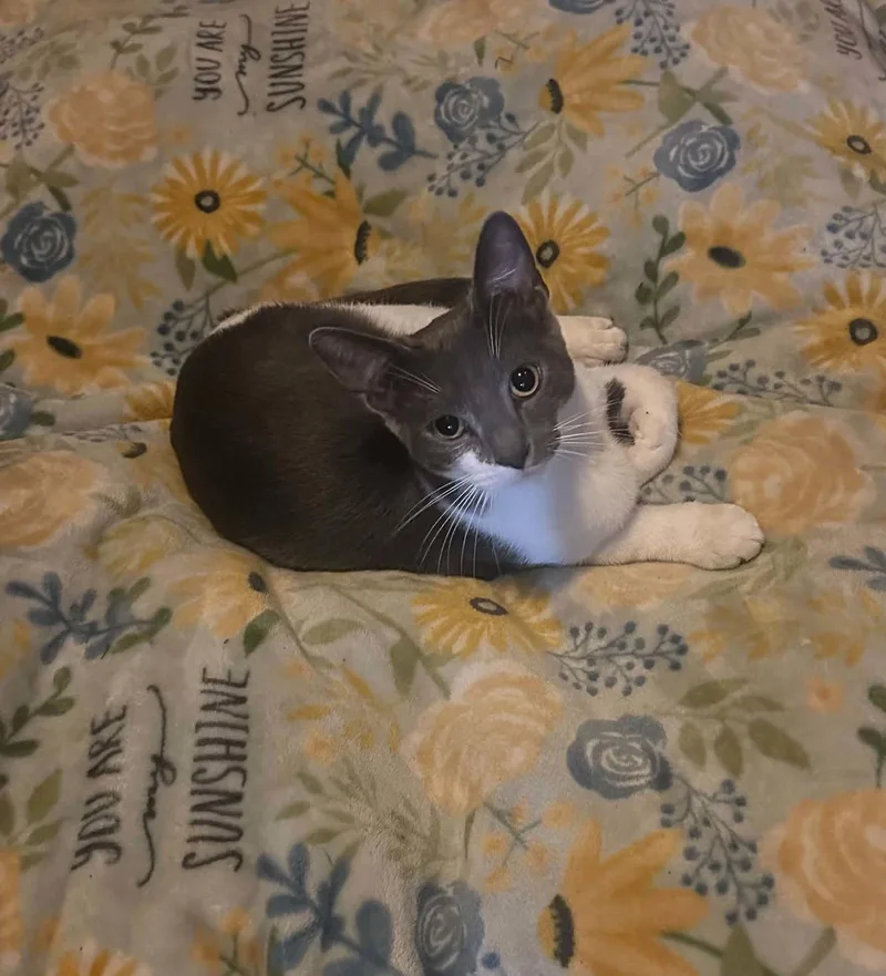 A young medium-sized male Gray & White Domestic Short Hair cat named C Litter Casper for adoption in Livonia, MI