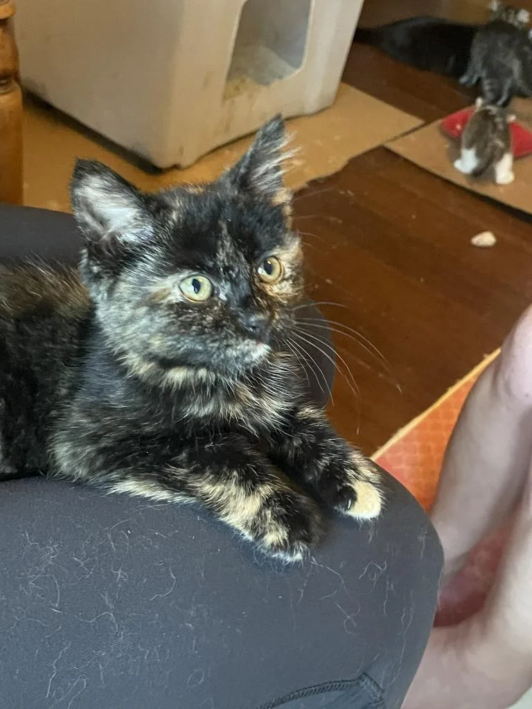 A baby medium-sized female Domestic Short Hair cat named Tille for adoption in St. Cloud, MN