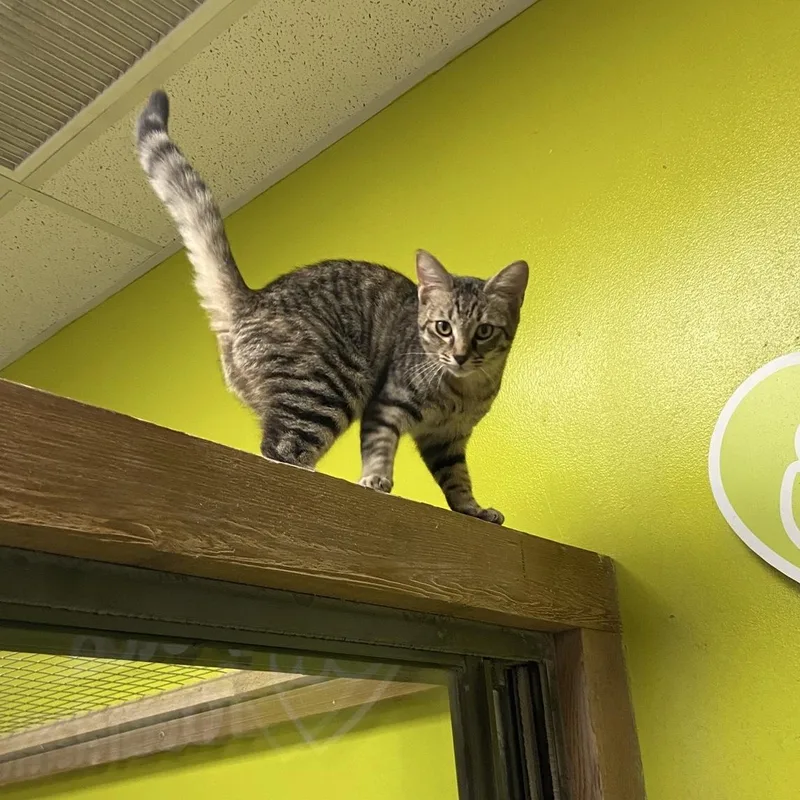 A baby medium-sized female Tabby (Brown / Chocolate) Domestic Short Hair cat named Lonnie cat & for adoption in Austin, TX