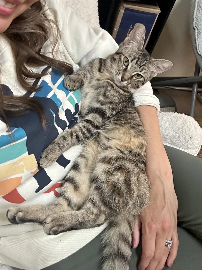 Lonnie  cat & thumbnail 2