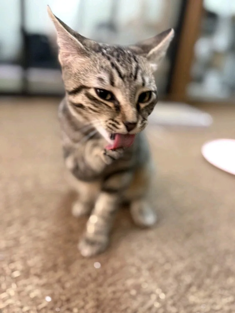 Lonnie  cat & thumbnail 4