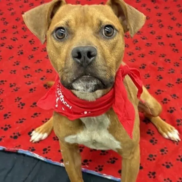 A young medium-sized male Boxer dog named Dipsy Doodle for adoption in Traverse City, MI