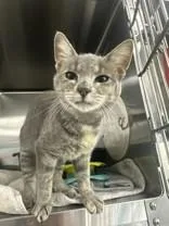 A young medium-sized female Dilute Calico Domestic Short Hair cat named Kt for adoption in Manitowoc, WI