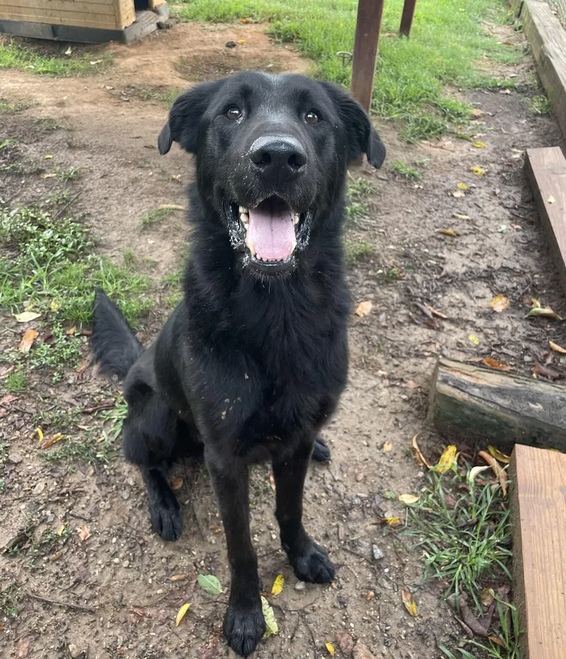 A young large-sized male Black Flat-Coated Retriever dog named Graham for adoption in Sautee Nacoochee, GA