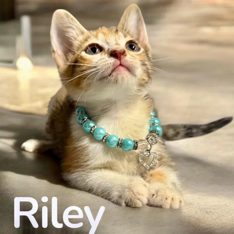 A baby small-sized female Calico Domestic Short Hair cat named Riley for adoption in League City, TX