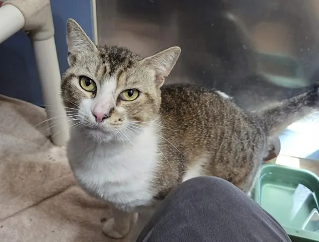 An adult medium-sized male Domestic Short Hair cat named Bartholomew for adoption in Martinez, CA
