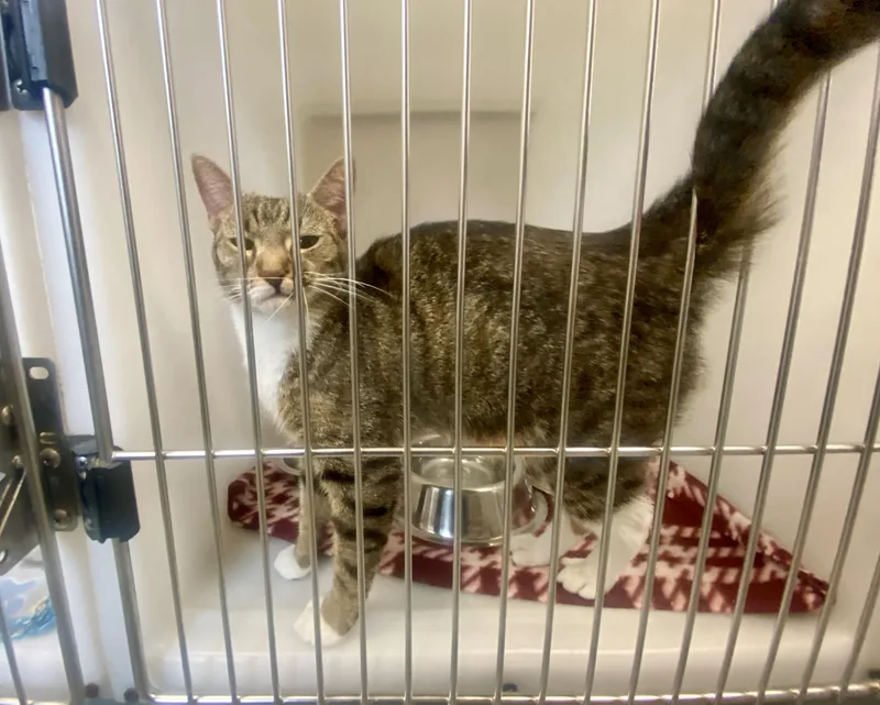 A young medium-sized female Tabby (Buff / Tan / Fawn) Domestic Short Hair cat named Tabitha for adoption in King George, VA