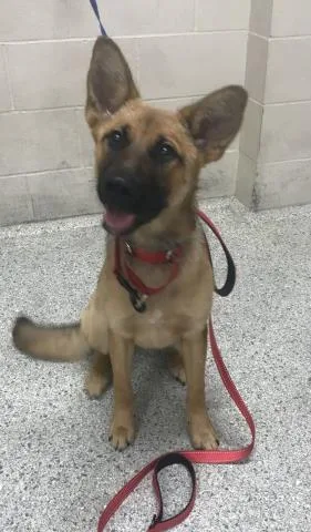 A young medium-sized female German Shepherd Dog dog named Gidget for adoption in Conroe, TX