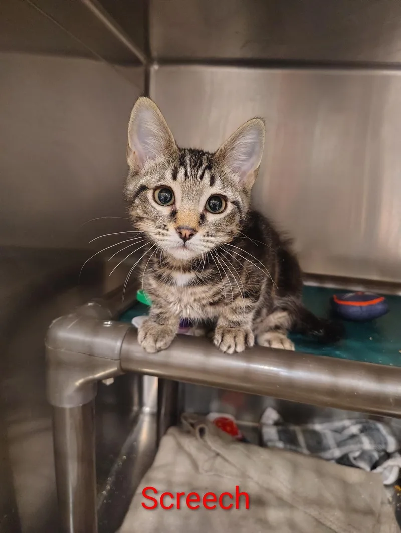 A baby medium-sized male Domestic Short Hair cat named Screech for adoption in Lincoln, CA