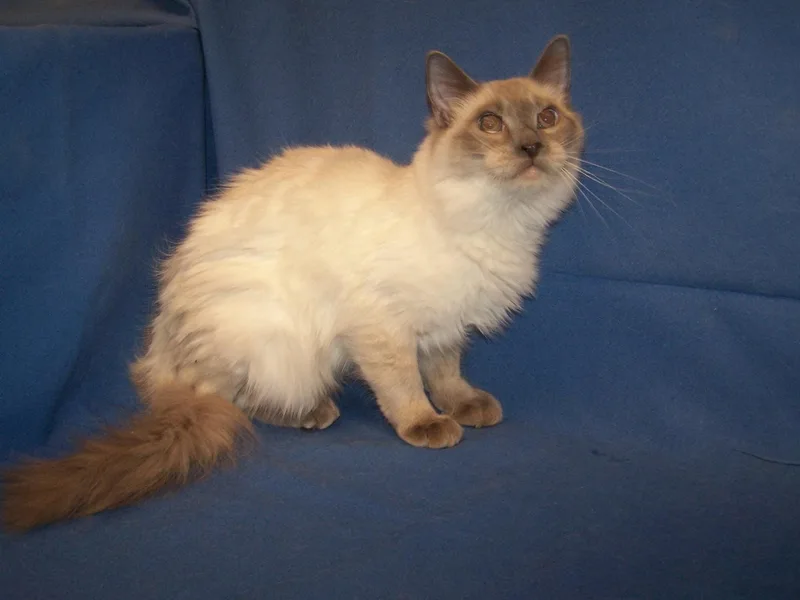 A young medium-sized male Siamese cat named Kjulepchong for adoption in Colorado Springs, CO