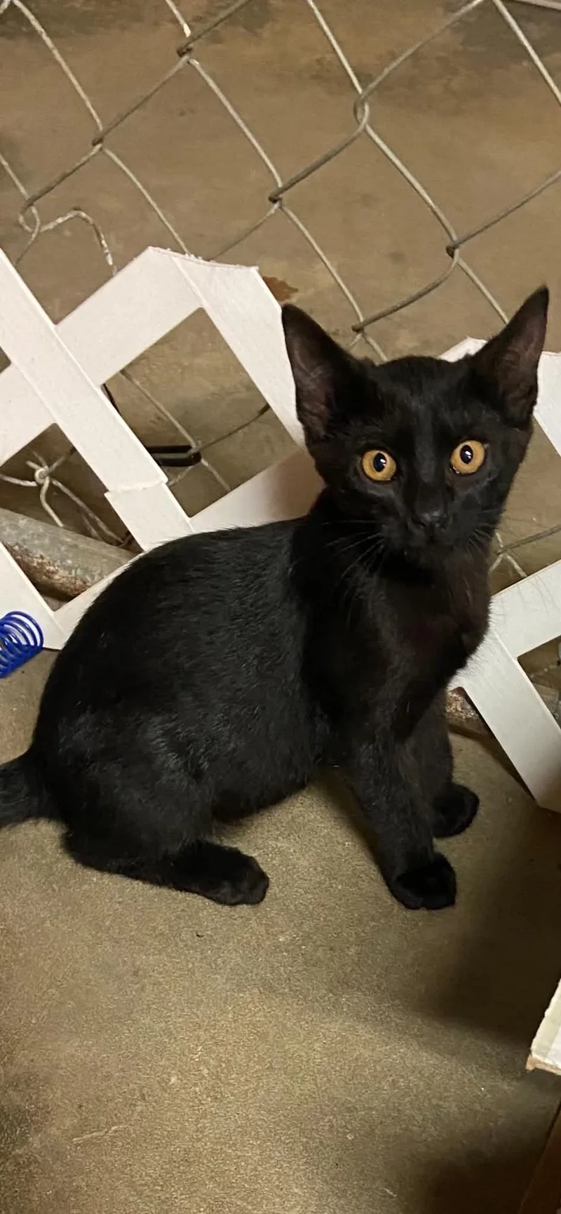 A baby small-sized male Black Domestic Short Hair cat named Rambo C Therrien for adoption in Saunderstown, RI