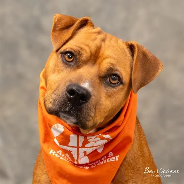A young medium-sized male Pit Bull Terrier dog named Kenai for adoption in Albuquerque, NM