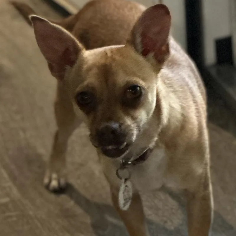 Maggie