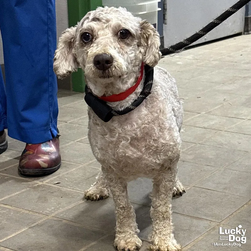 Pennywise thumbnail 2