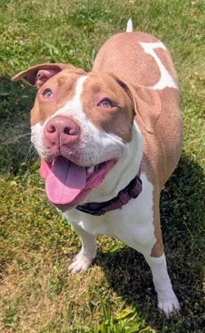 A young medium-sized female Pit Bull Terrier dog named Avalon for adoption in Akron, OH