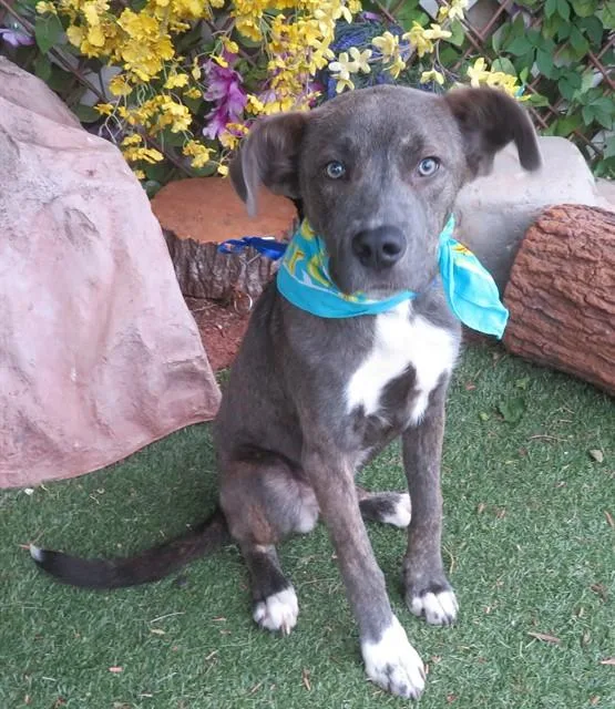 A young large-sized male Staffordshire Bull Terrier dog named Reggie for adoption in Oklahoma City, OK
