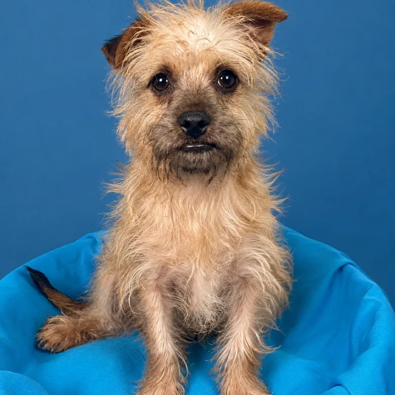 A baby small-sized male Yorkshire Terrier dog named BeanCrazy Hair Don't for adoption in Hondo, TX