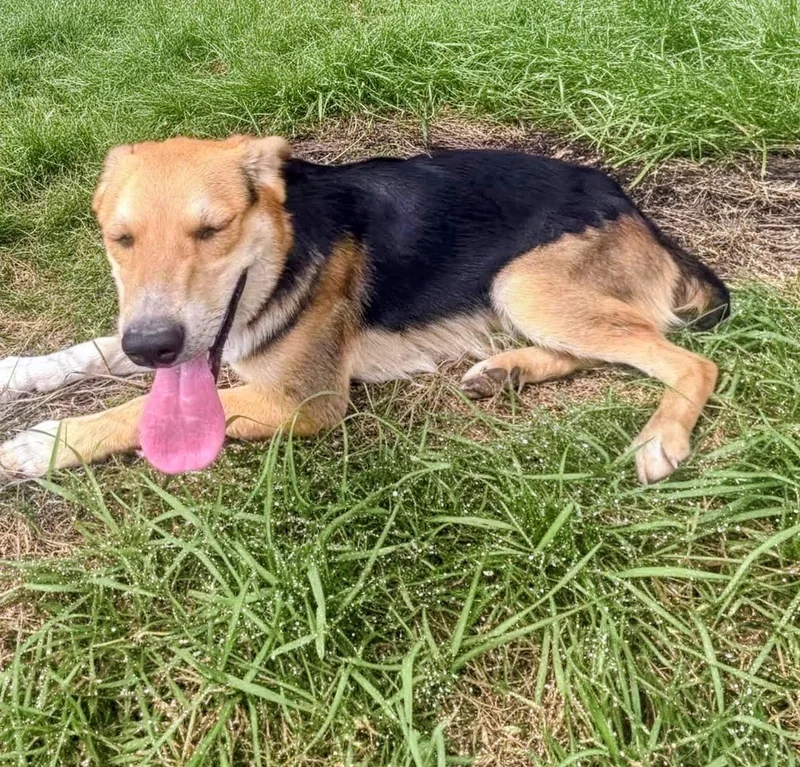 An adult medium-sized male Shepherd dog named Jerry for adoption in Evergreen, CO
