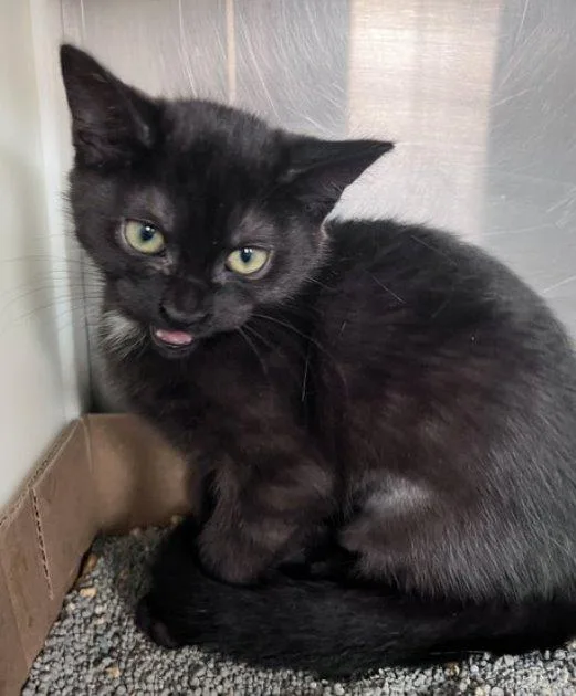 A baby medium-sized female Domestic Short Hair cat named Scarlet for adoption in Carrollton, GA