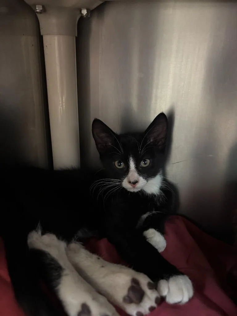 A baby medium-sized male Domestic Short Hair cat named Catzilla for adoption in Pomona, NY