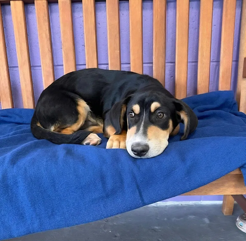 A baby medium-sized male Basset Hound dog named Fury for adoption in North Prairie, WI