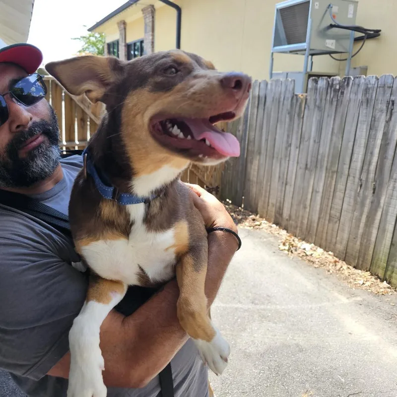 A young medium-sized female Brown / Chocolate Shepherd dog named Brownie II for adoption in Little Rock, AR