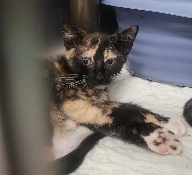 A baby small-sized female Domestic Short Hair cat named Mojo for adoption in Republic, MO