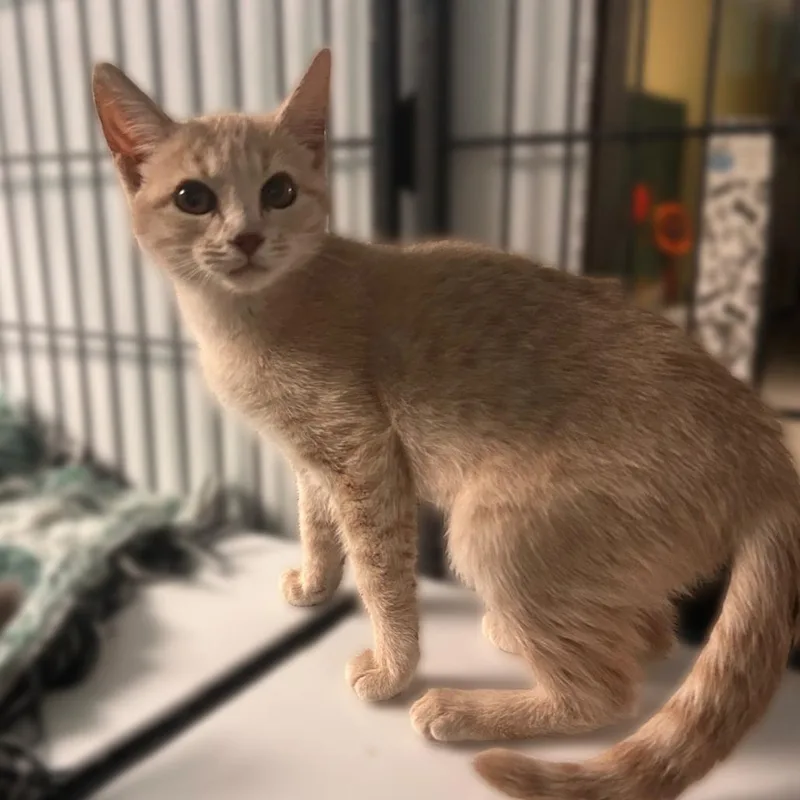 A baby small-sized female Domestic Short Hair cat named Buff Bean for adoption in Davenport, IA