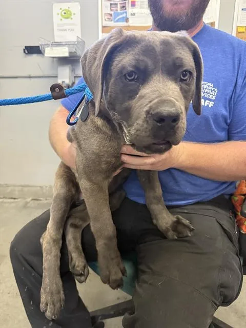 A baby large-sized female Cane Corso dog named Isabella for adoption in Camarillo, CA