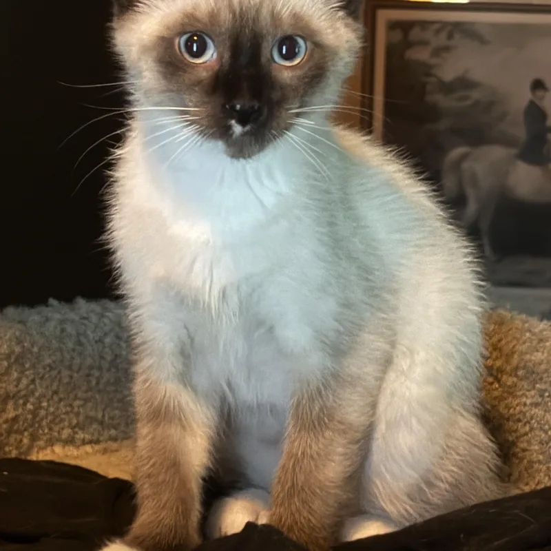 A young medium-sized male Seal Point Siamese cat named Chester for adoption in Wyandotte, MI