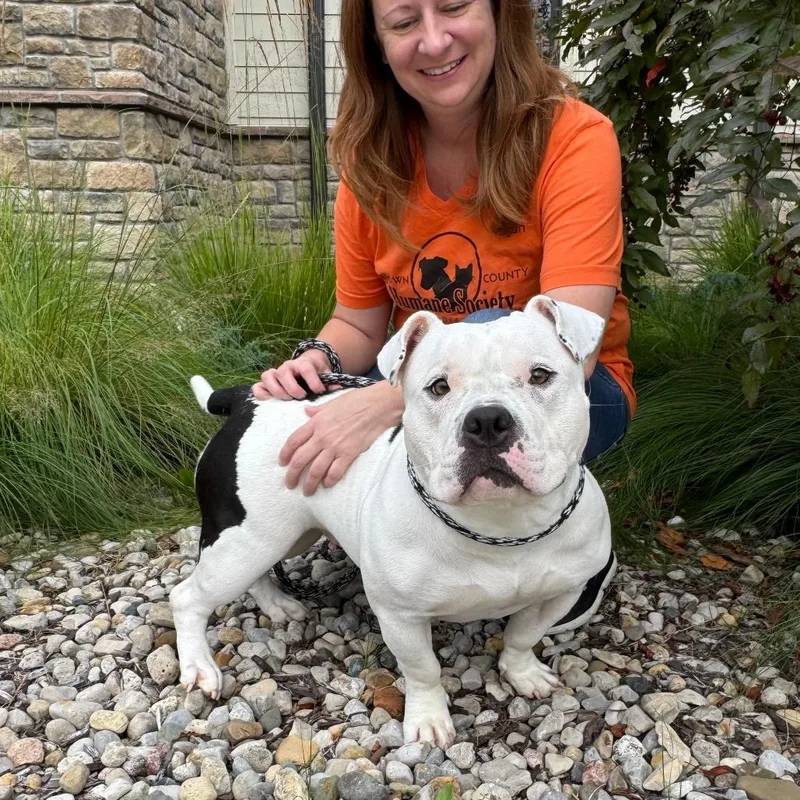 An adult medium-sized female White / Cream Pit Bull Terrier dog named Greta for adoption in Nashville, IN