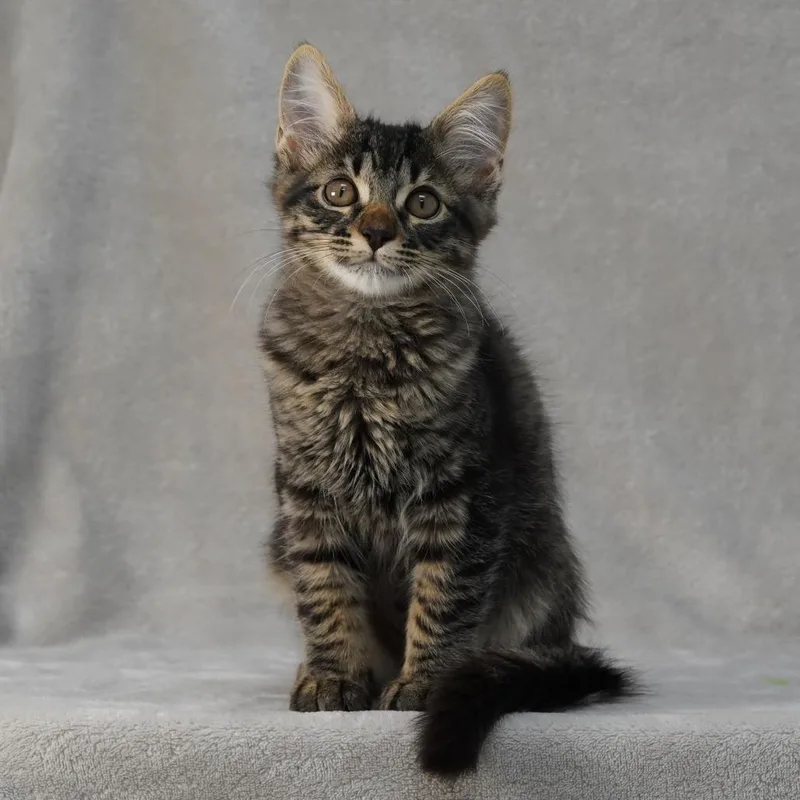 A baby small-sized male Brown / Chocolate Domestic Medium Hair cat named Terry for adoption in Sunnyvale, CA