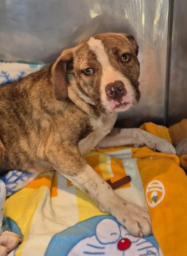 A young small-sized female Pit Bull Terrier dog named Vc for adoption in Lawrenceville, GA