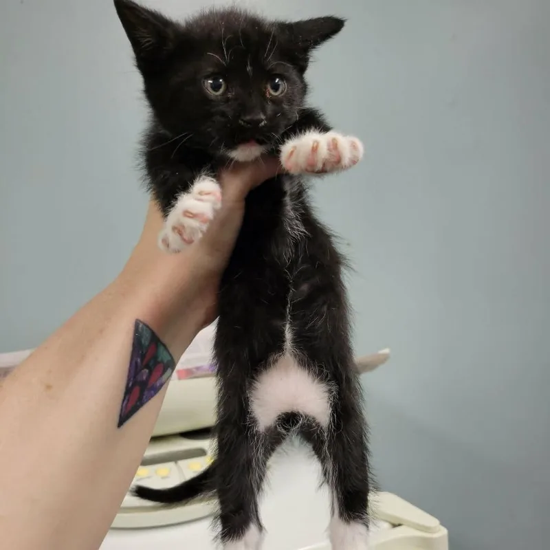 Furrelise