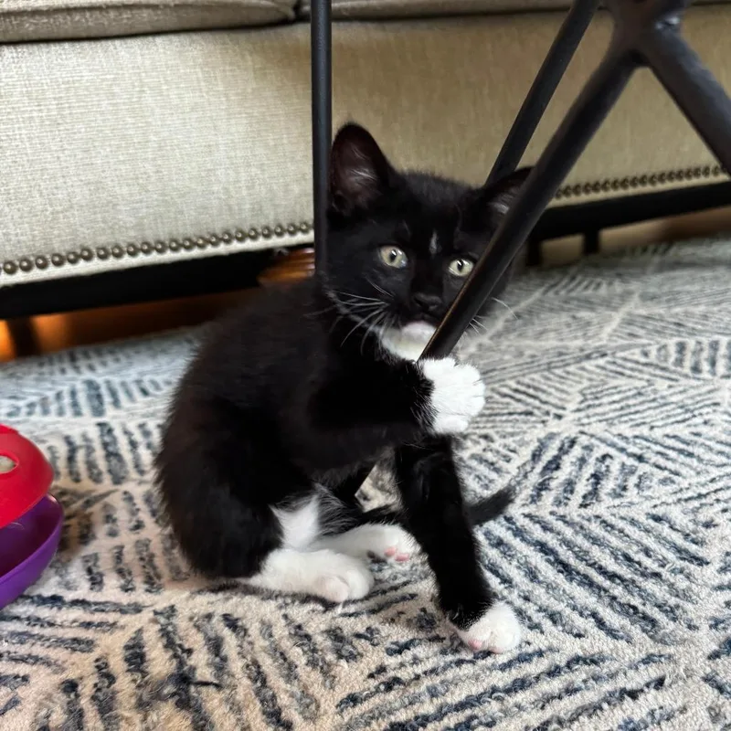 Furrelise thumbnail 2