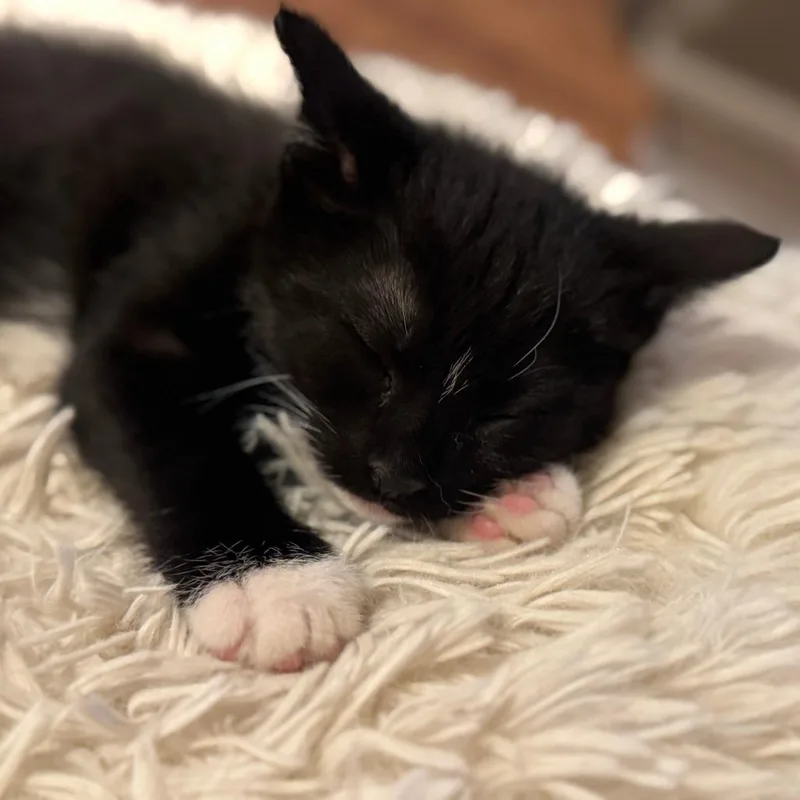 Furrelise thumbnail 3