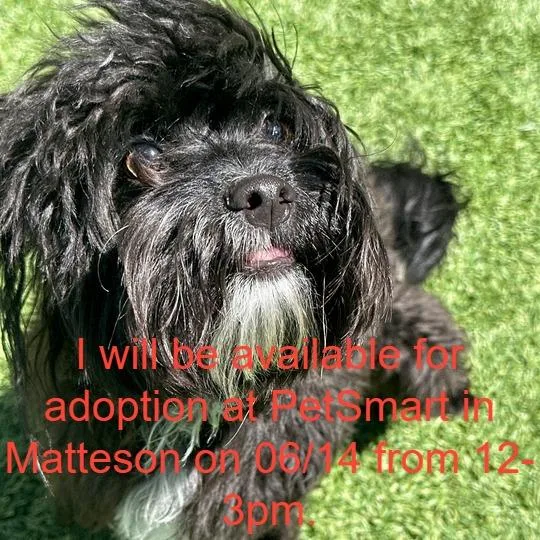 A young small-sized male Black Mixed Breed dog named Sugar for adoption in Matteson, IL
